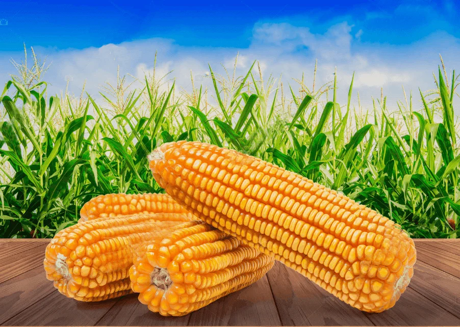 Corn